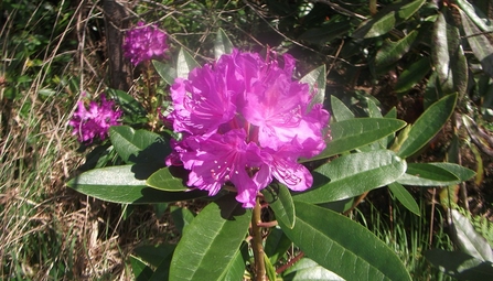 Rhododendron (c) Trish Fox