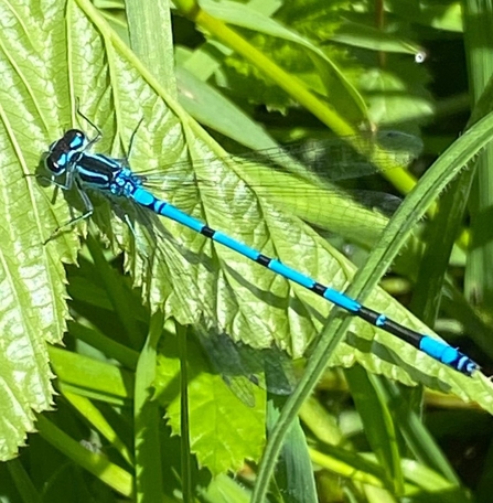 Azure damselfly (c) Eduardo Fernandez