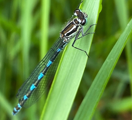 Common blue damsefly (c) Eduardo Fernandez