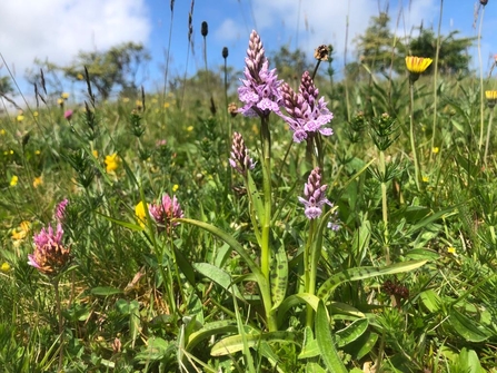 Orchids at Slievenacloy