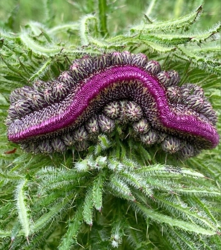 Fasciated thistle (c) Nick Nolan 