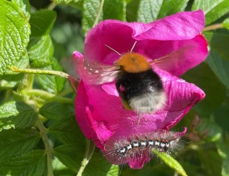 Tree bumblebee and yellow-tail caterpillar (c) Ive Rouart