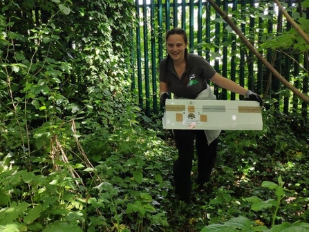 Hedgehog survey, Bog Meadows