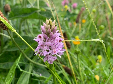 Common spotted orchid (c) Vickie Chambers