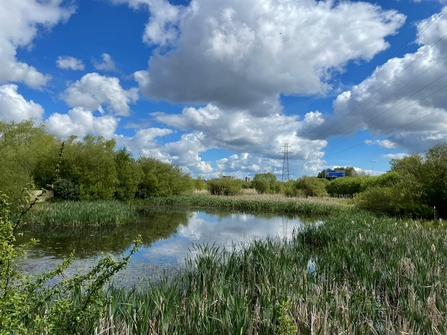 Bog Meadows (c) Dawn Miskelly