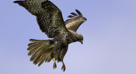 Buzzard
