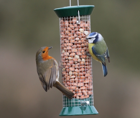 Robin and blue tit on bird feeder