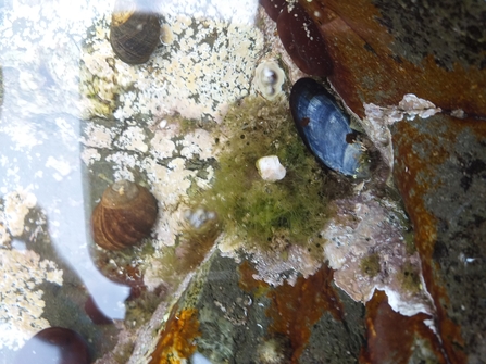 Blue mussel (c) Sara Fullerton