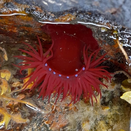 Beadlet anemone (c) Rebekah Hunter
