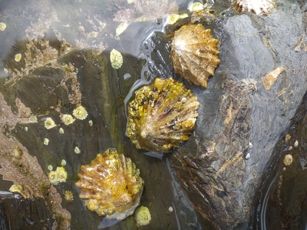 Limpets (c) Sara Fullerton