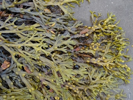 Bladder wrack (c) Dakota Reid