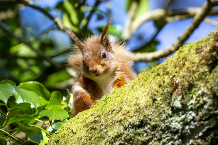 Red squirrel (c) Adam Gerrard