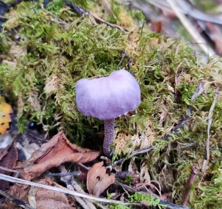 Amethyst deceiver at Straidkilly 