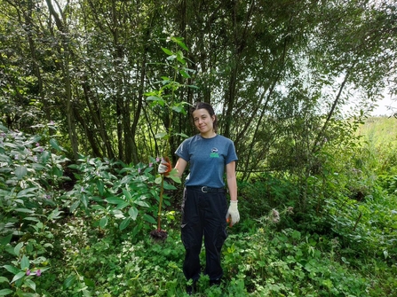 Removing Himalayan balsam