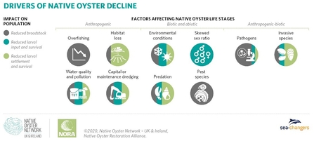 Drivers of native oyster decline