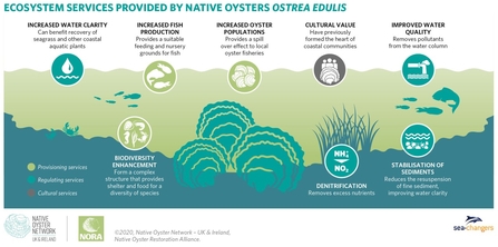 Ecosystem services provided by oysters