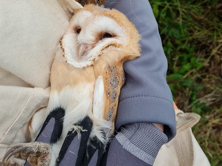 Barn owl chick