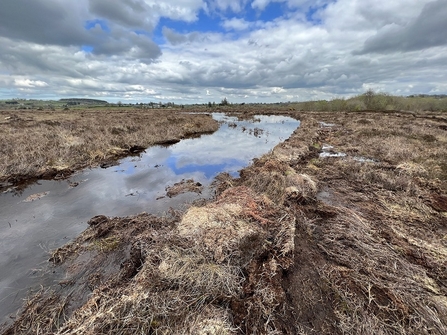 Glenullin Bog