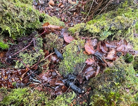 Pine marten scat, Ballynahone bog
