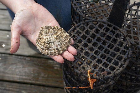 Native oyster nursery