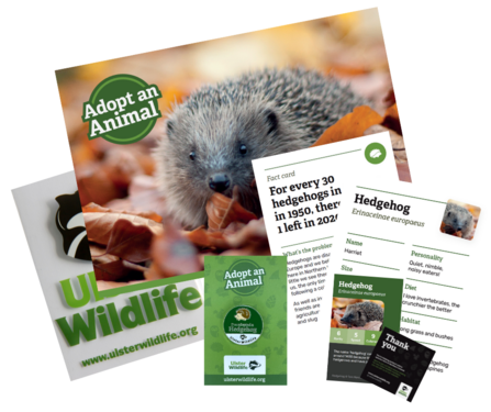 Adopt A Hedgehog pack