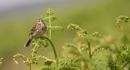 Meadow pipit