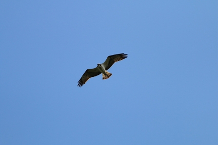 Adult osprey in Fermanagh (c) Giles Knight