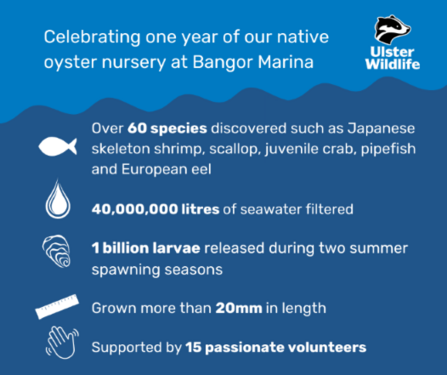 Bangor oyster nursery stats