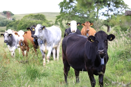 Cows with GPS collars at Slievenacloy