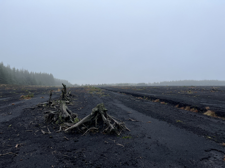 Haughey's Bog up close 