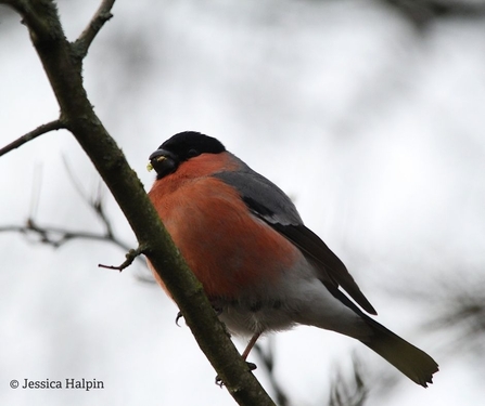 Bullfinch 