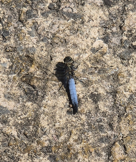 Black tailed skimmer at Bog Meadows (c) David Littlejohn