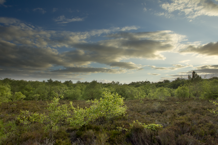 A peatland landscape in early evening with clouds in a blue sky