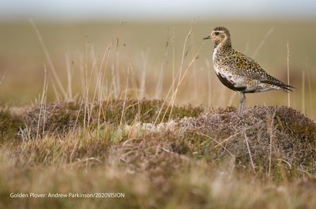 A golden plover is standing on a hump of grass on peatland