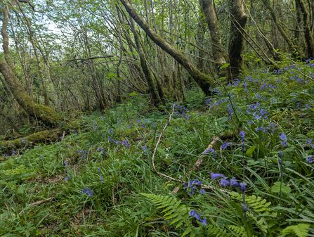 Bluebells at Fedian (c) Giles Knight