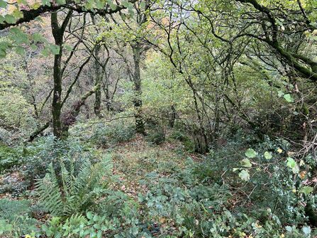 Remnants of temperate rainforest at Lenamore Wood 