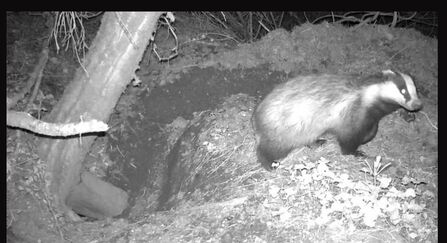 Badger at Fedian sett