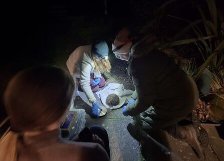 Katy & Maureen hedgehog tagging 