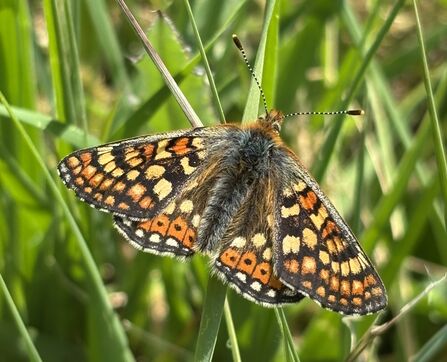 Marsh fritillary at Fedian