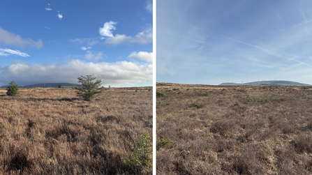 Before and after pictures of peatland at Teal Lough with conifers visible in the first picture and the same location in the second picture shows that the conifers have been removed