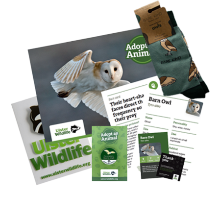 Contents of an barn owl Adopt An Animal pack, including pin badge, Ulster Wildlife sticker, information cards, and bamboo socks