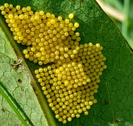 Marsh fritillary eggs