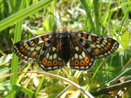 Marsh fritillary 