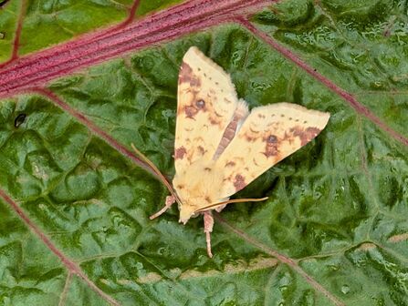 A Sallow moth, with yellow wings with patterned brown patches sits on a green leaf