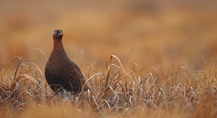 Wildlife of our Peatlands | Ulster Wildlife Wildlife of our Peatlands | Ulster Wildlife