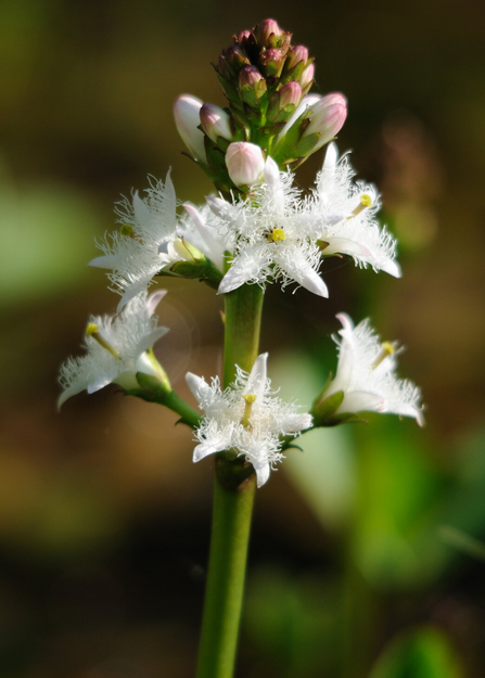 Bogbean