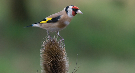 Goldfinch