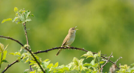 Grasshopper warbler