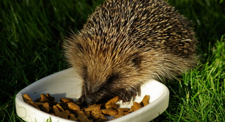 Hedgehog