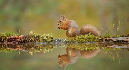 Red squirrel